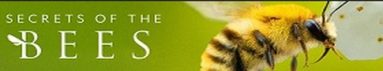 دانلود سريال Secrets of the Bees 2026 | اسرار زنبور ها